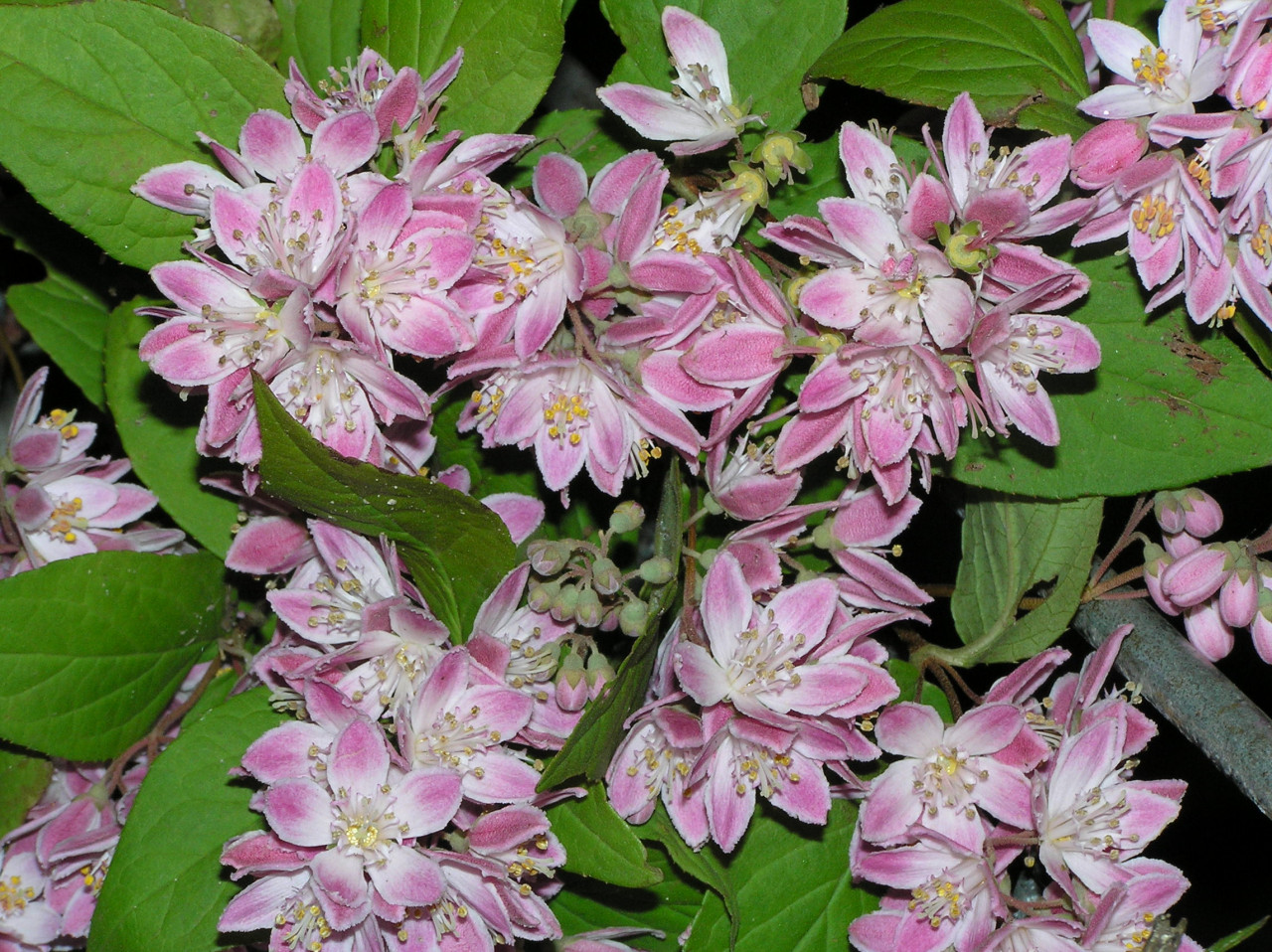 DEUTZIA hybrida ´Strawberry Fields´