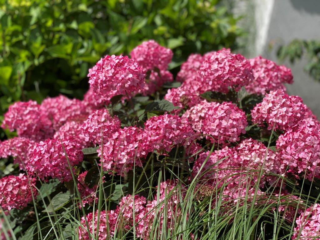 Image of Hydrangea arborescens ruby annabelle image 1