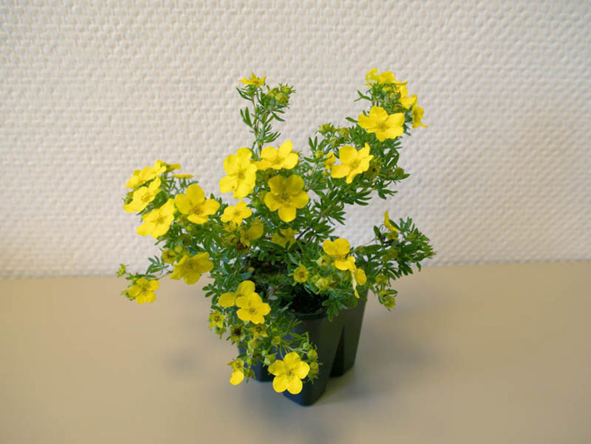 POTENTILLA fruticosa ´Dakota Sunspot´®