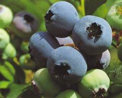 VACCINIUM corymbosum ´Bluecrop´