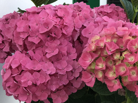 HYDRANGEA macrophylla ´Early Seduction´® (´WAN ZI QIAN HONG´)Ⓢ