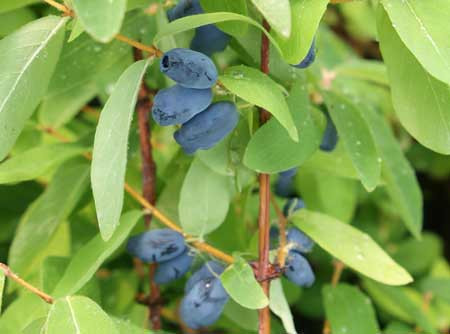 LONICERA kamtschatica ´Myberry Sweet´