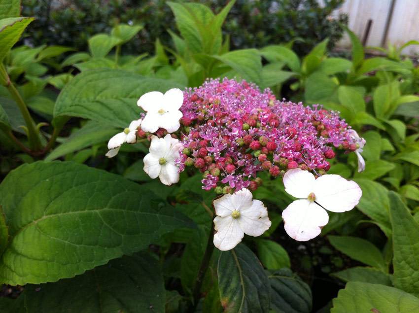 Image of Hydrangea serrata oamacha flower