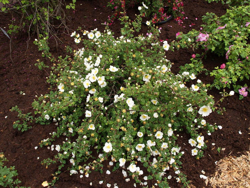 Scotch Rose Hedging  Rosa pimpinellifolia - Roots Plants