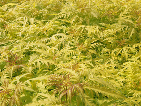 SAMBUCUS racemosa ´Golden Lace´® (= ´Morden Golden Glow´) (´KOJUSRG´)