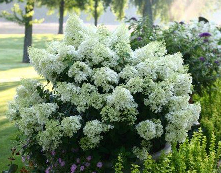 HYDRANGEA paniculata ´Bobo´® (´Ilvobo´)Ⓢ