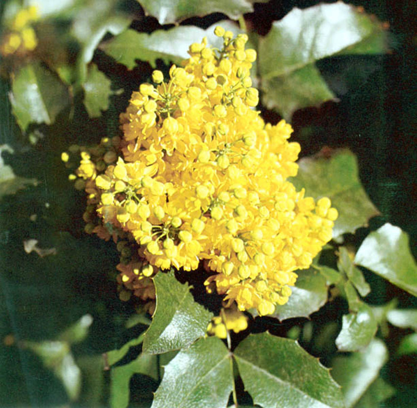 MAHONIA aquifolium