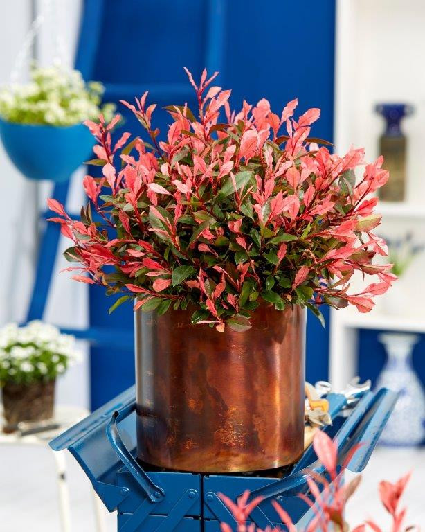 PHOTINIA fraseri ´Little Perfecta´® (´Little Fenna´)Ⓢ