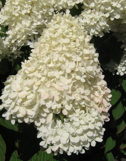 HYDRANGEA paniculata ´Magical® Sweet Summer´ (´Bokrathirteen´)Ⓢ