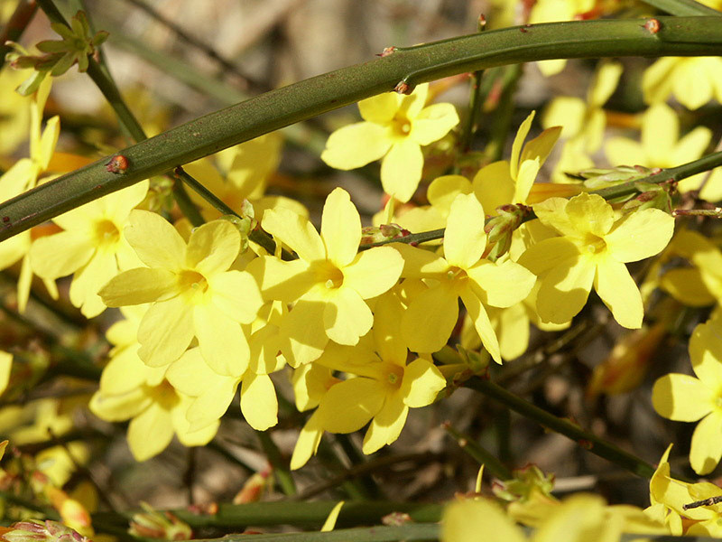 JASMINUM nudiflorum