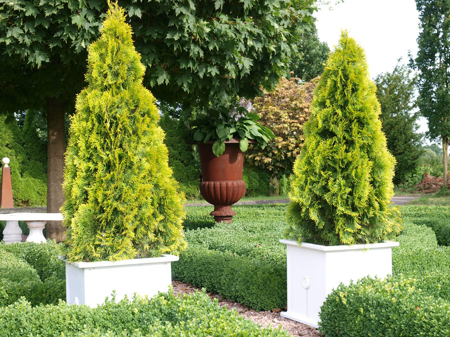 THUJA occidentalis ´Golden Smaragd´® (´Janed Gold´)Ⓢ