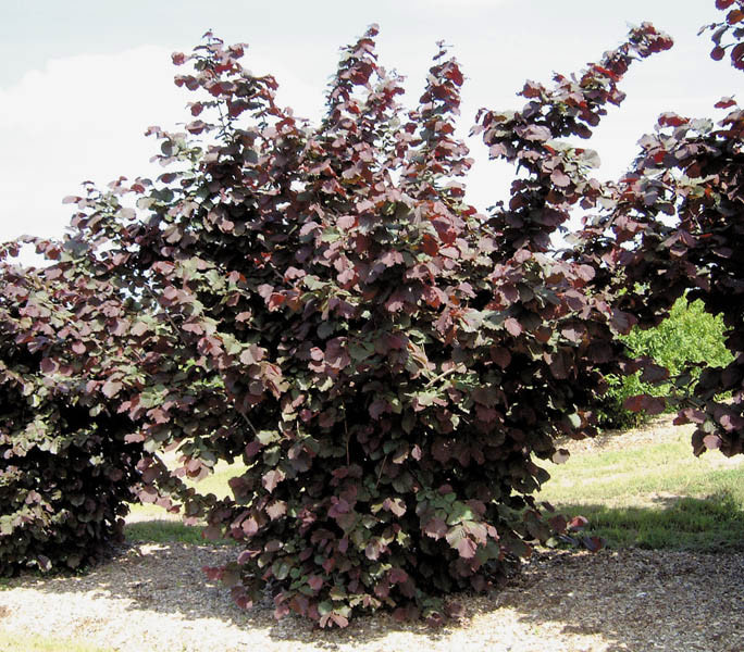 CORYLUS maxima ´Purpurea´