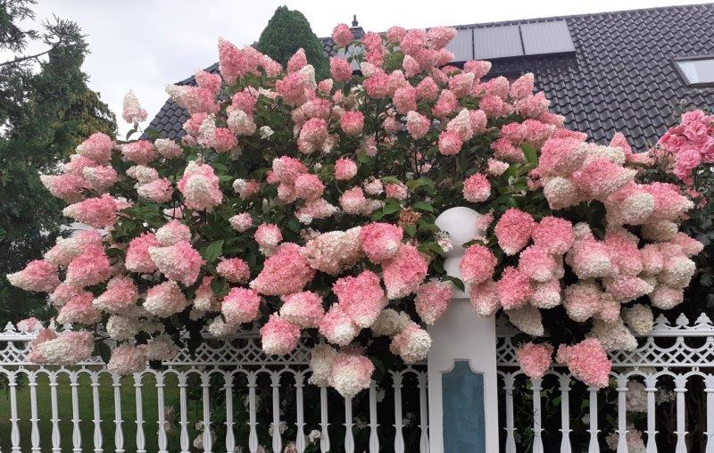 HYDRANGEA paniculata Vanille Fraise Renhy Decidous