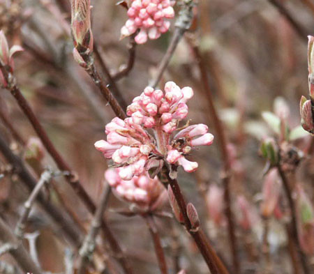 VIBURNUM farreri ´Nanum´