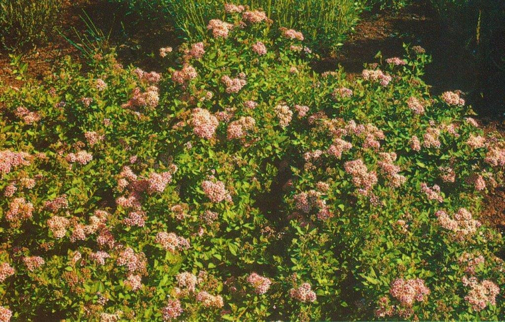 SPIRAEA japonica ´Alpina´ (= ´Nyewoods´, ´Nana´)