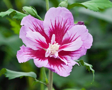 hibiscus-syriacus-purple-pillar-9