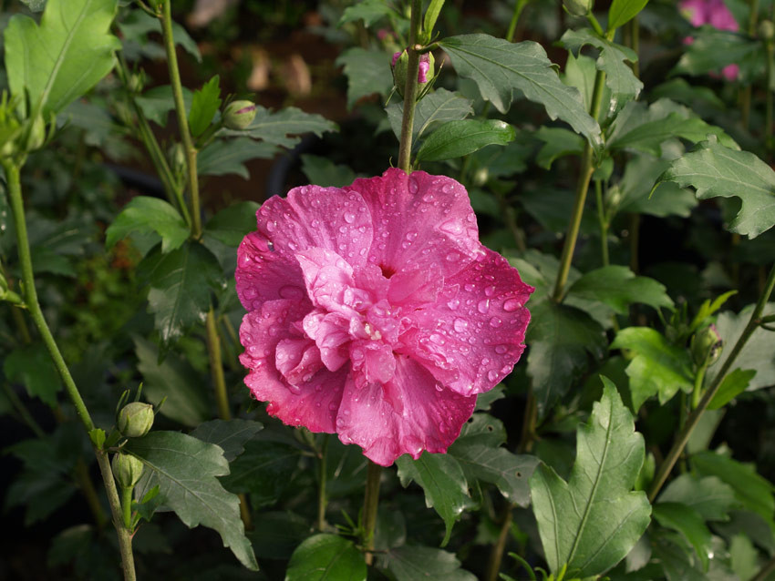 HIBISCUS syriacus ´Purple Ruffles´ (=´Sanchonyo´)