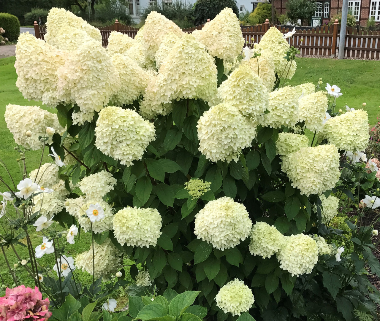 HYDRANGEA paniculata ´Limelight´Ⓢ