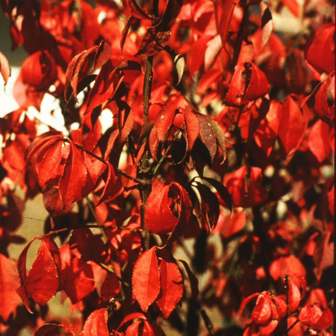 EUONYMUS alatus ´Chicago Fire´