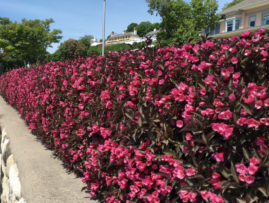 Image of Weigela florida alexandra shrub in winter