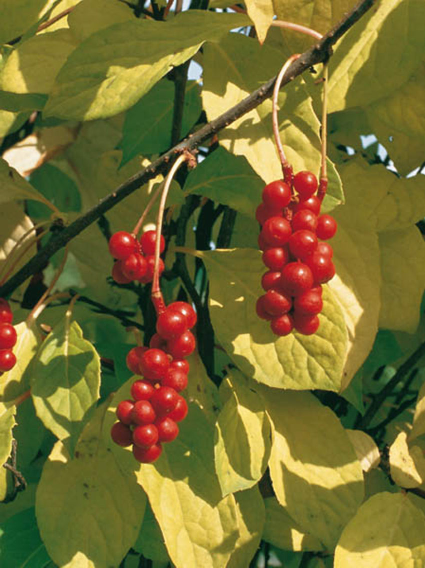 SCHISANDRA chinensis (= Kadsura chinensis, Maximowiczia amurensis, M. chinensis, M. japonica)