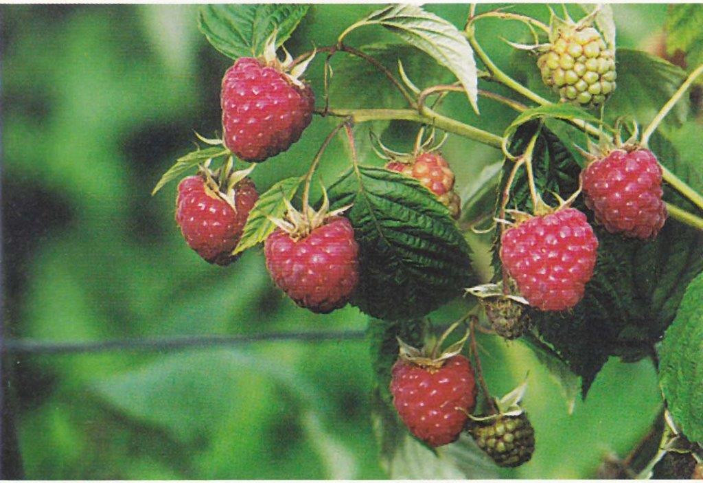 RUBUS idaeus ´Meeker´