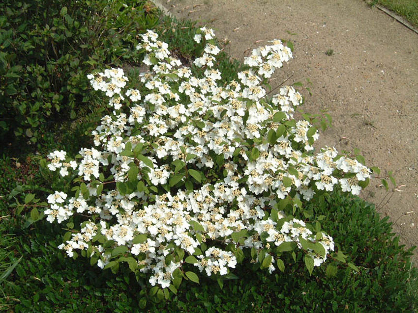 VIBURNUM plicatum ´Mariesii´ (= tomentosum ´Mariesii´)