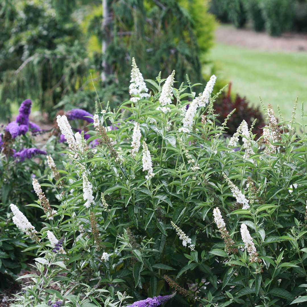 BUDDLEJA ´Miss Pearl´Ⓢ PW®