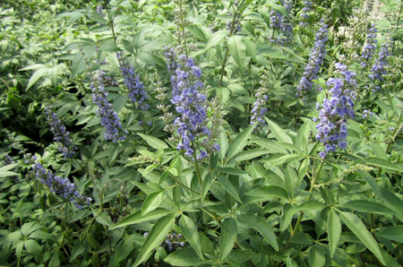 Heidelbeeren balkon