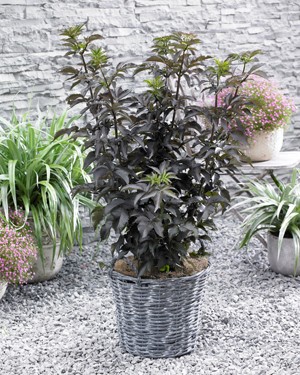 sambucus_black_tower_web55239e0f5ebaa