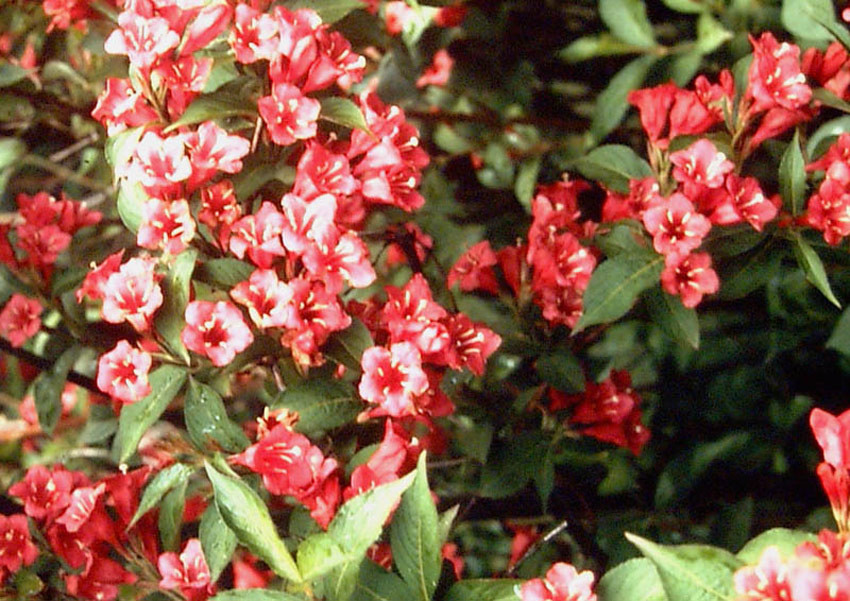 WEIGELA ´Bristol Ruby´