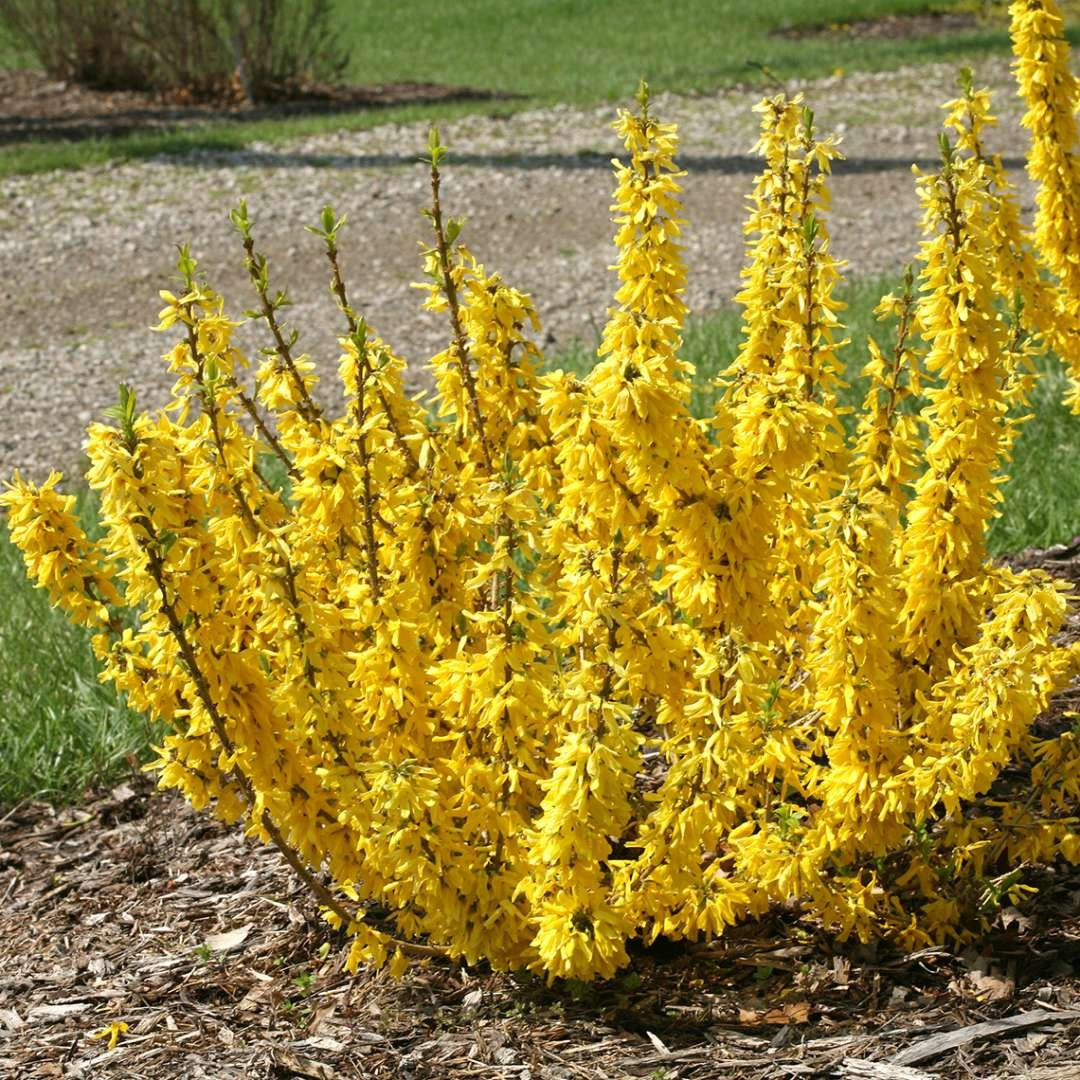 Forsythia intermedia ´Nimbus´