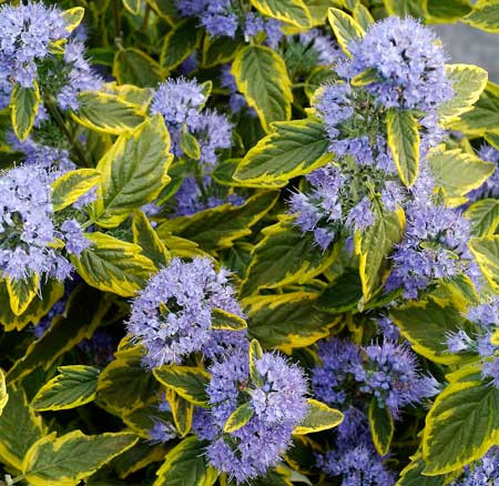 CARYOPTERIS clandonensis ´Summer Sorbet´® (´Dyraisey´)Ⓢ