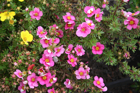 POTENTILLA fruticosa ´Bella Rosa´ (´Hachlila´)Ⓢ