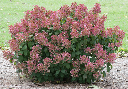 HYDRANGEA paniculata ´Little Quick Fire´® (´SMHPLQF´)Ⓢ PW®