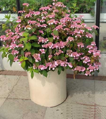 Image of Hydrangea serrata oamacha garden