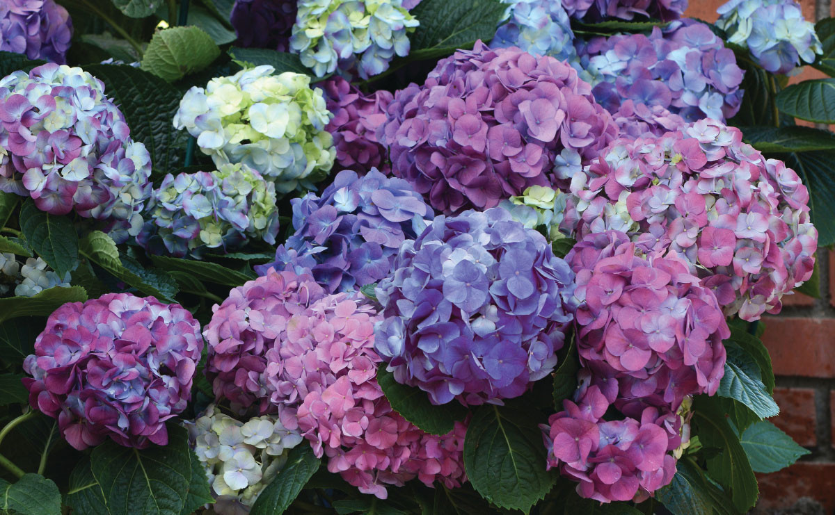 HYDRANGEA macrophylla ´L.A. Dreamin´® (´LindseyAnn´)Ⓢ