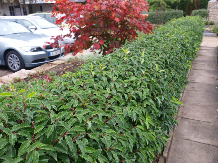 PRUNUS lusitanica ´Angustifolia´