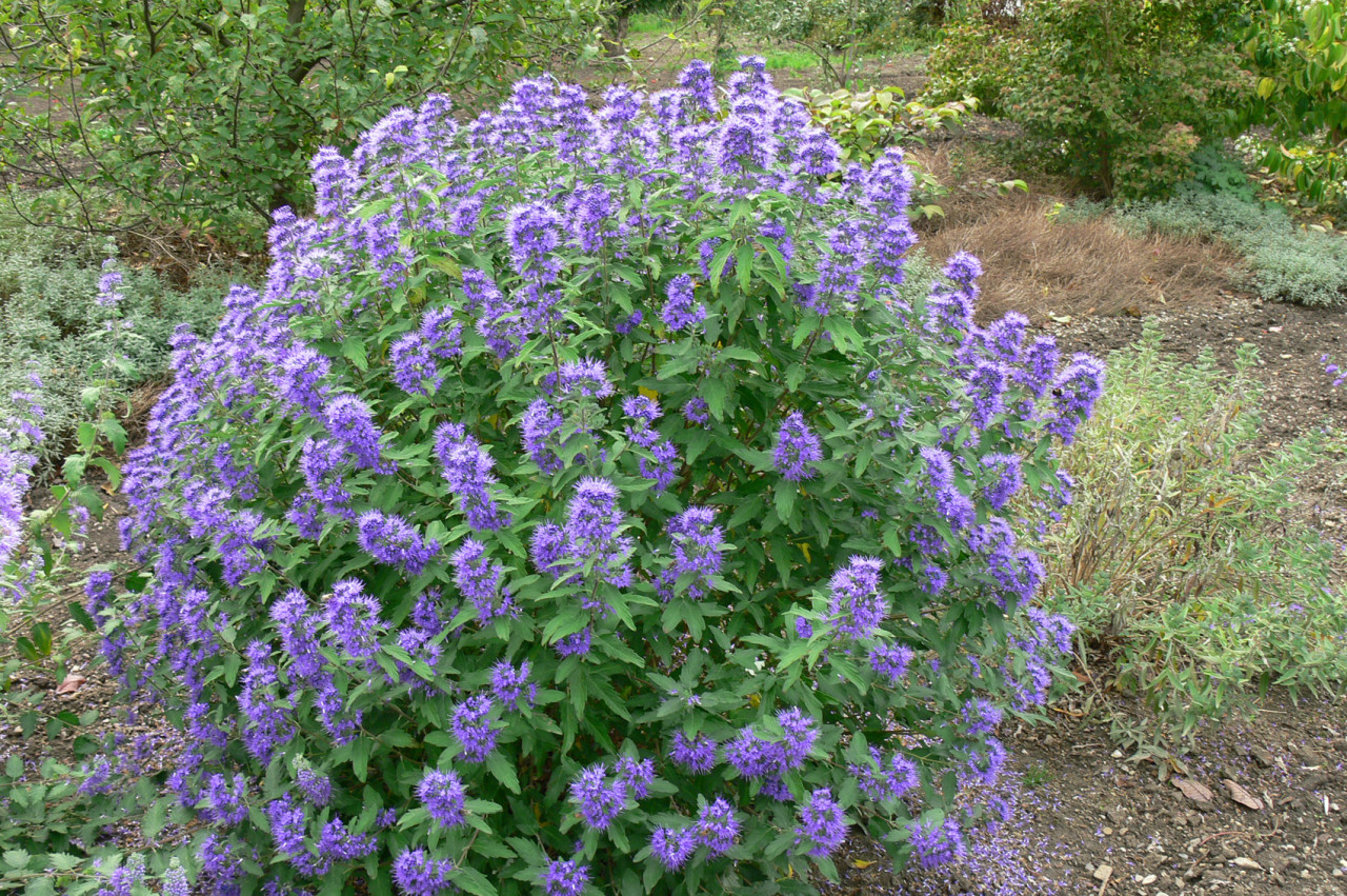 CARYOPTERIS clandonensis ´Blue Balloon´® (´KOJUCCBB´)