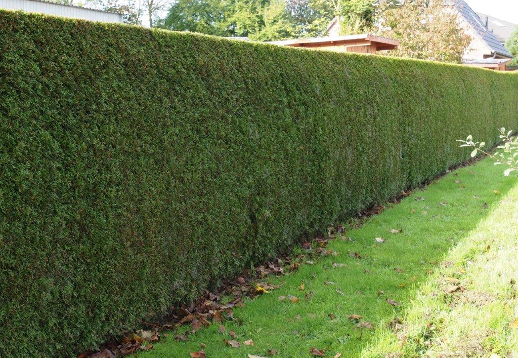 Thuja clearance occidentalis smaragd