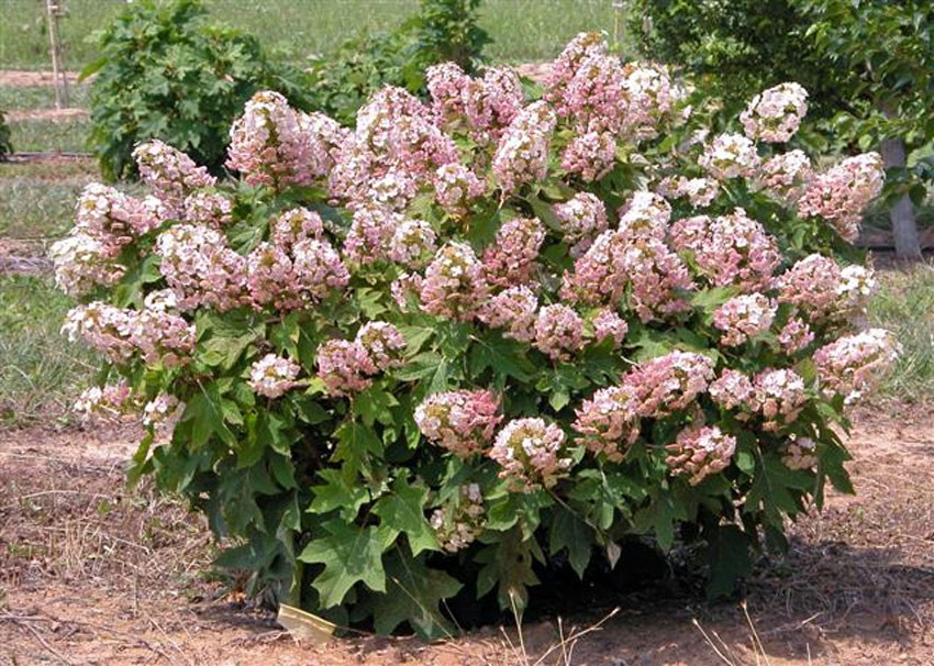 HYDRANGEA quercifolia ´Munchkin´