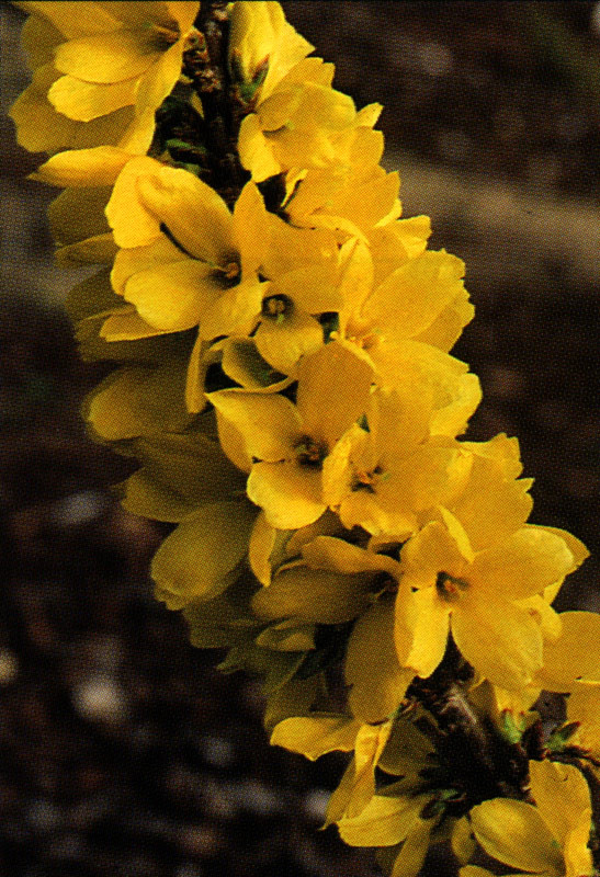 FORSYTHIA ´Mélée d´Or´®