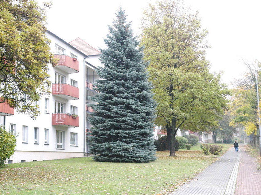 PICEA pungens glauca