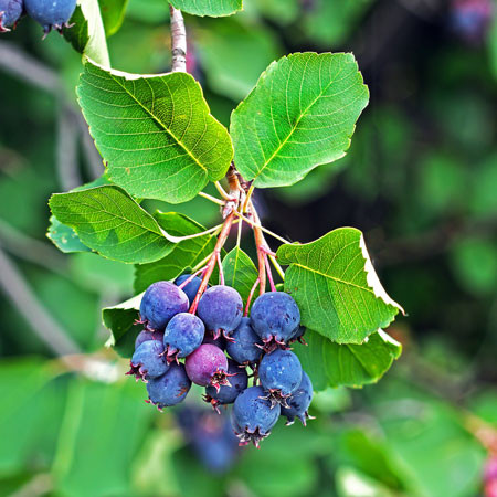 AMELANCHIER alnifolia ´Greatberry® Farm´ (= alnifolia ´Smoky´) (´KOJUAAGF´)