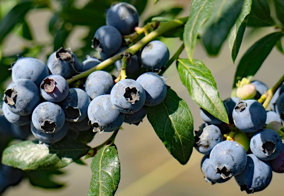 VACCINIUM corymbosum ´Hortblue Petite´