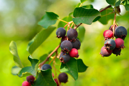 AMELANCHIER alnifolia ´Greatberry® Aroma´ (´KOJUAAGA´)