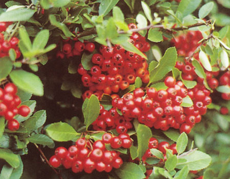 PYRACANTHA coccinea ´Red Column´