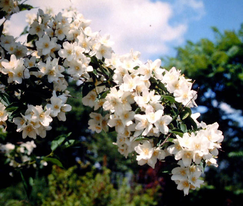 PHILADELPHUS coronarius (= pallidus, zeyheri var. kochianus)