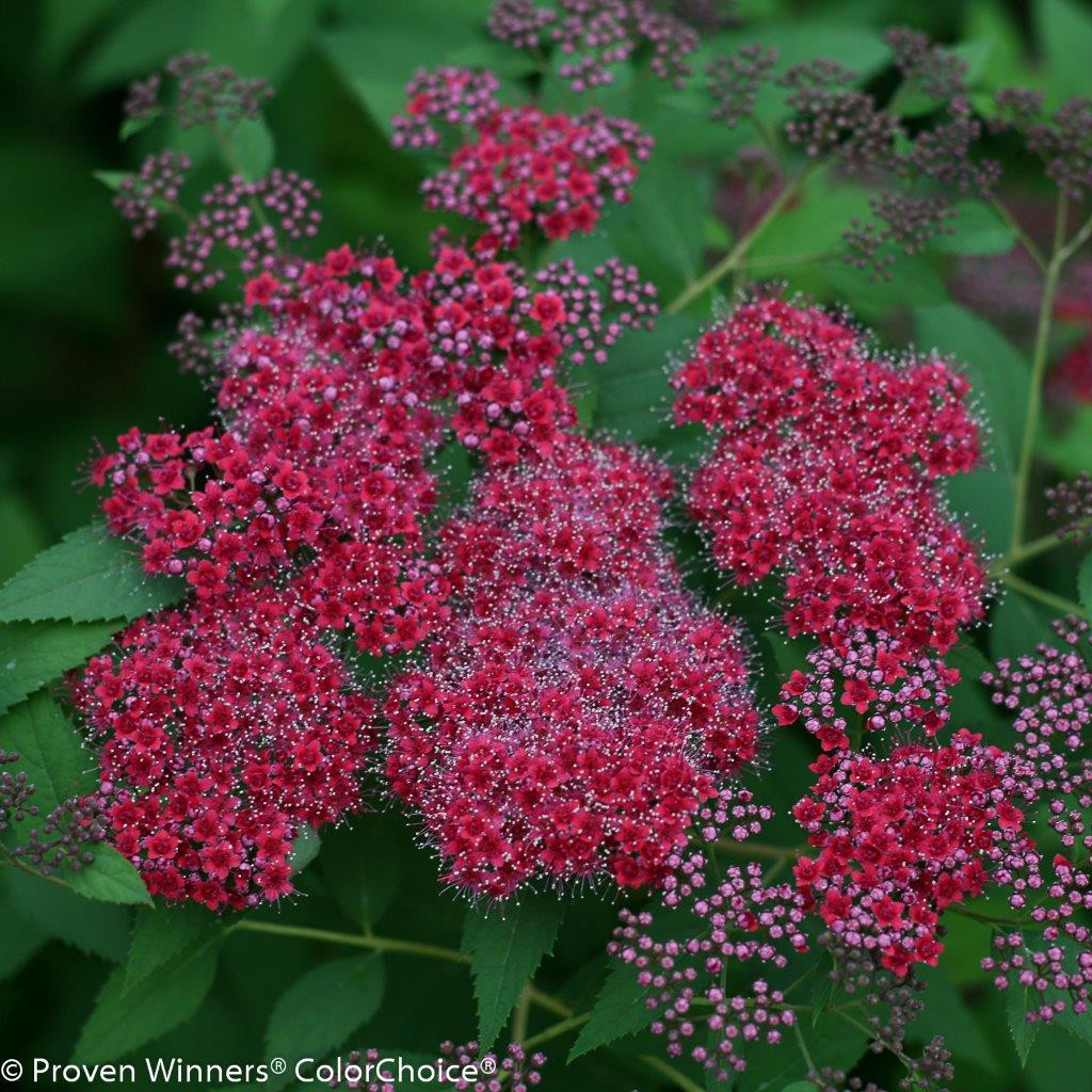 SPIRAEA japonica ´Double Play´® ´Red´ (´SMNSJMFR´)Ⓢ PW®