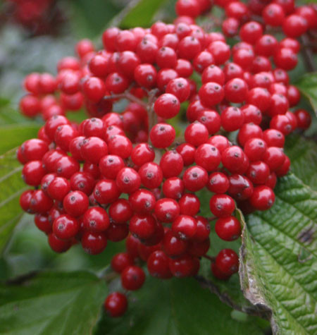 VIBURNUM dilatatum ´Cardinal Candy´® (´HENNEKE´)